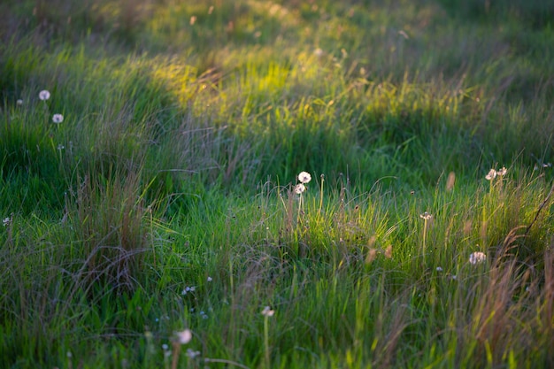 Close-up de dente-de-leão branco na primavera no chão com fundo de campo verde