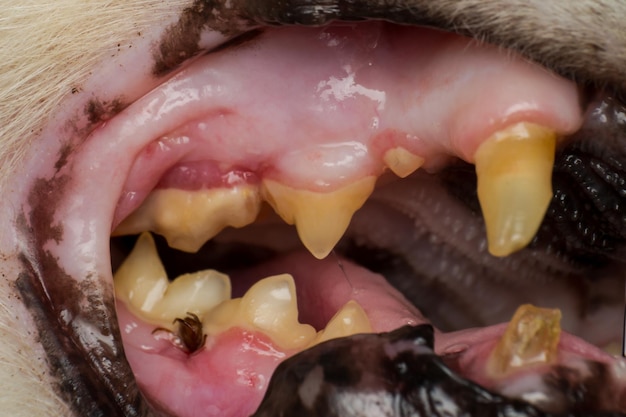 Close-up de dentes de cão