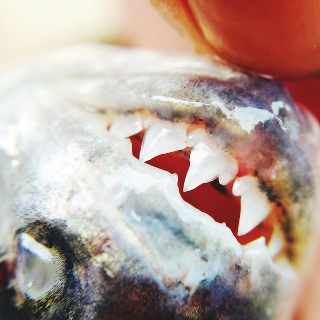 Foto close-up de dentes de peixes mortos