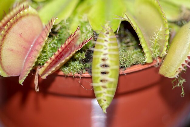 Close-up de dionaea muscipula