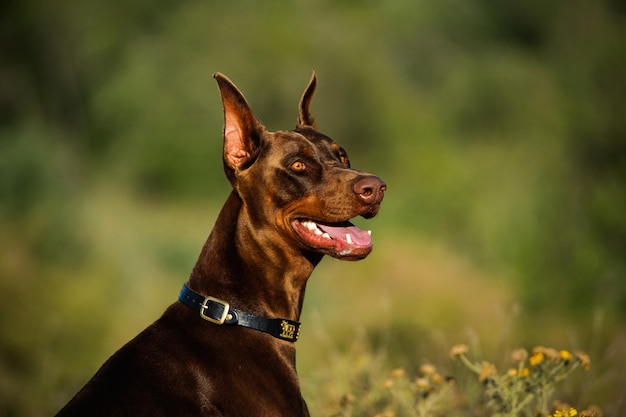Close-up de doberman pinscher no campo