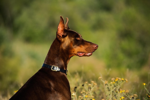 Close-up de doberman pinscher no campo