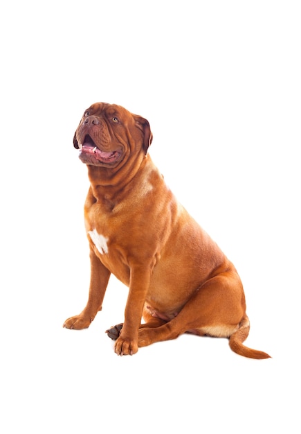 Close-up, de, dogue de bordeaux