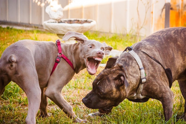 Close-up de dois cães agressivos ao ar livre