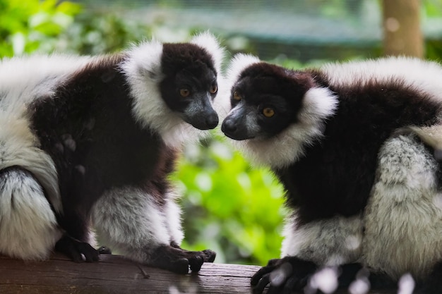 Foto close-up de dois cães em madeira