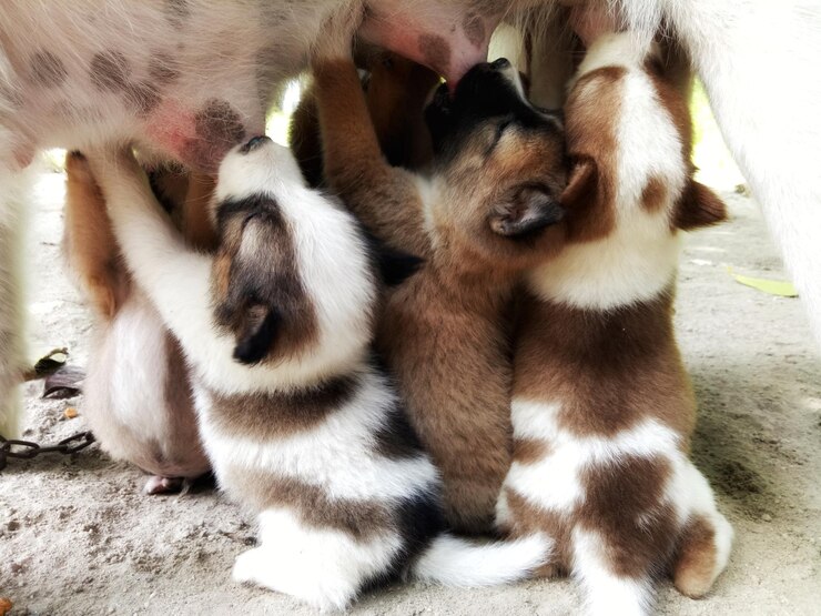 Foto close-up de dois cães