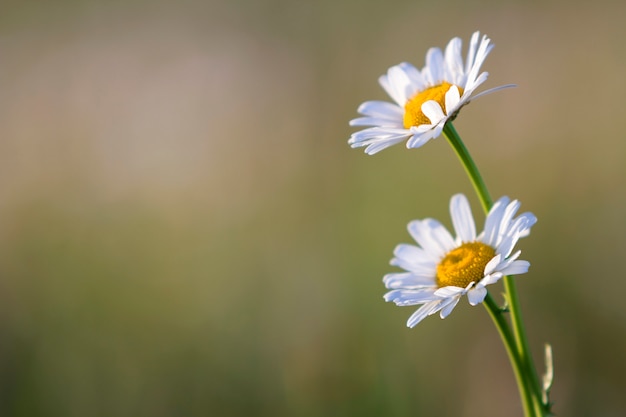 Close-up de dois estratos brancos simples bonitos concurso com corações amarelos brilhantes iluminados pelo sol da manhã florescendo em hastes altas no fundo verde suave nevoento turva. Beleza e harmonia do conceito de natureza.