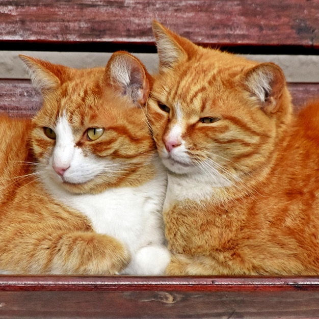 close-up de dois gatos ruivos abraçados e um banco