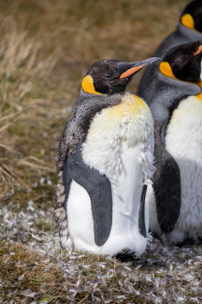 Foto close-up de duas aves em terra