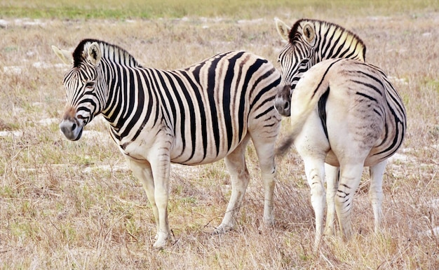 close-up de duas zebras em um prado seco