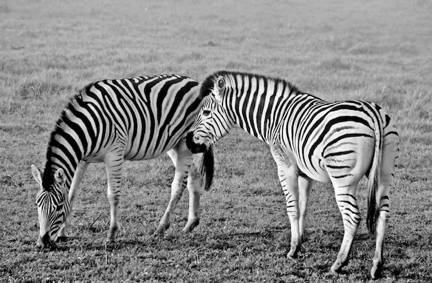 close-up de duas zebras na névoa monocromática