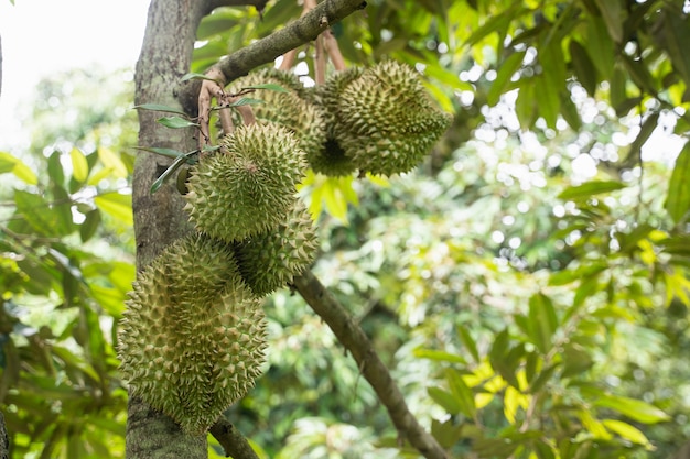 Close up de durain na árvore, conceito de frutas da Tailândia