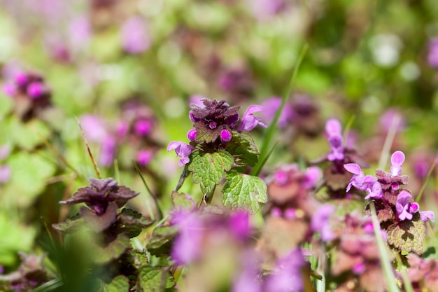 Close up de ervas daninhas de plantas de urtiga selvagem, urtiga florescendo na primavera com flores roxas