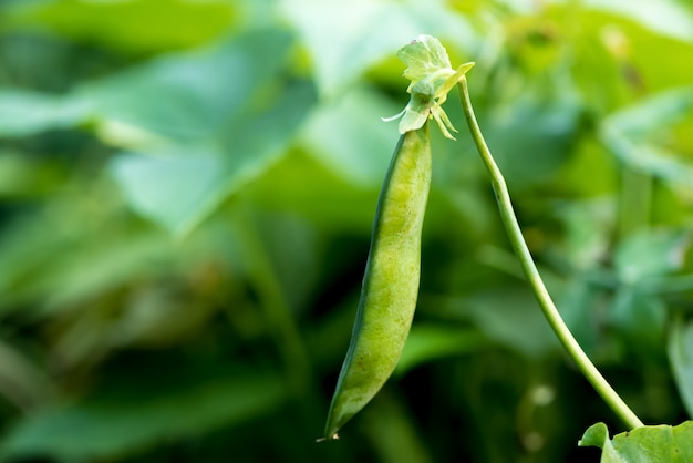 Close-up de ervilha jovem no natural turva verde