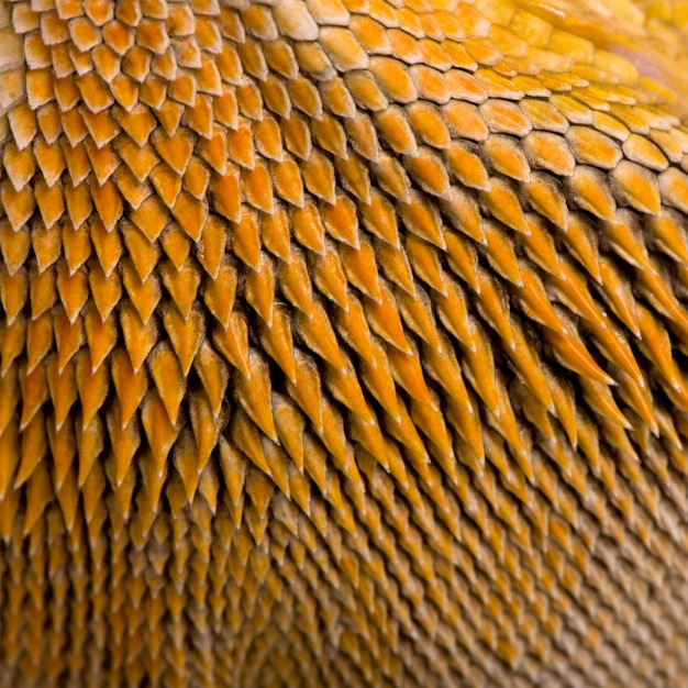 Foto close-up de escalas no dragão de lawson, pogona henrylawsoni