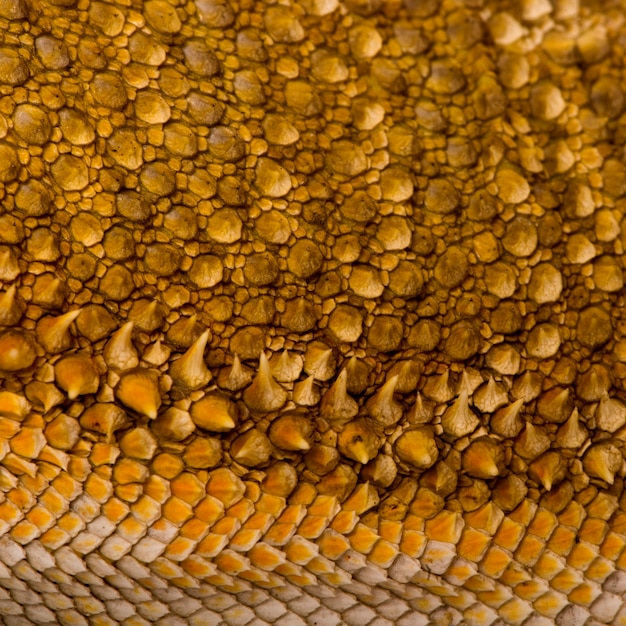 Close-up de escalas no dragão de Lawson, Pogona henrylawsoni