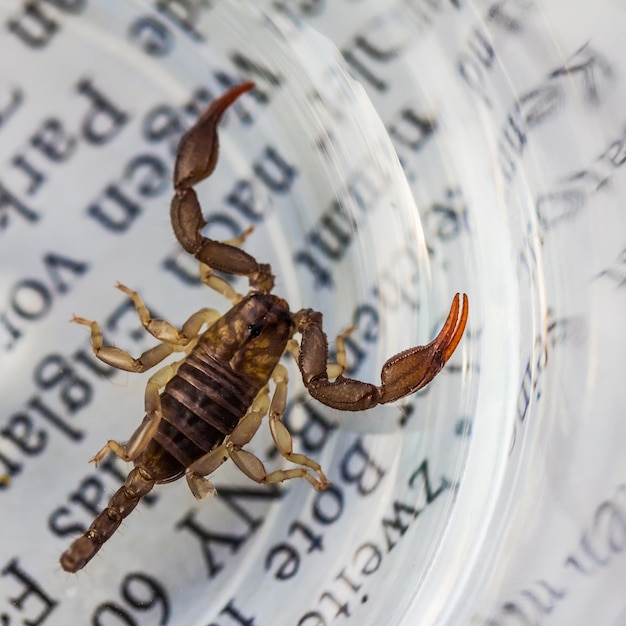 Foto close-up de escorpião em recipiente de vidro em papel