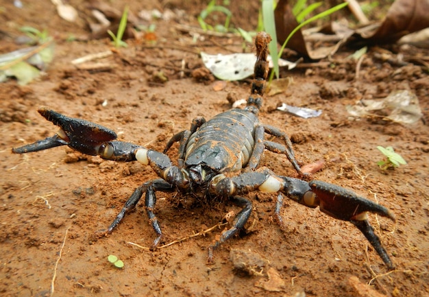 Close-up de escorpião preto no campo
