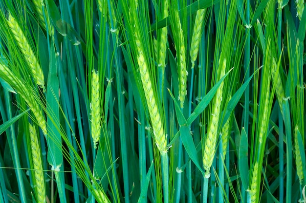 Close-up de espigas de grãos de cevada verde