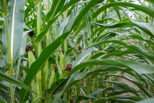 Close-up de espigas de milho verdes em caules de milho com muitas folhas