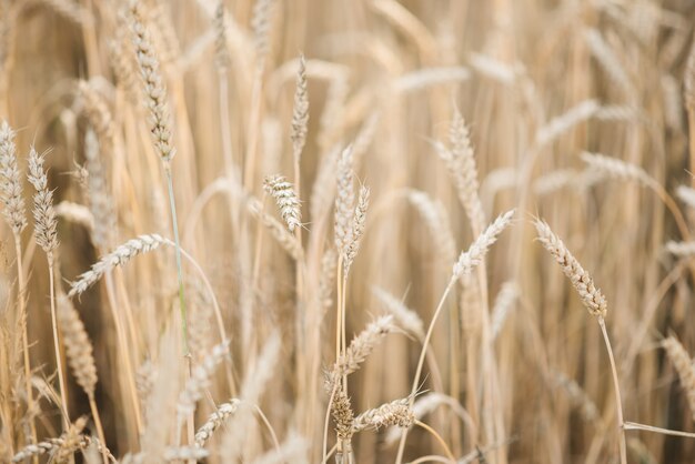 Close-up de espigas de trigo no campo. símbolo de espigas de ouro da colheita e fertilidade. foco seletivo