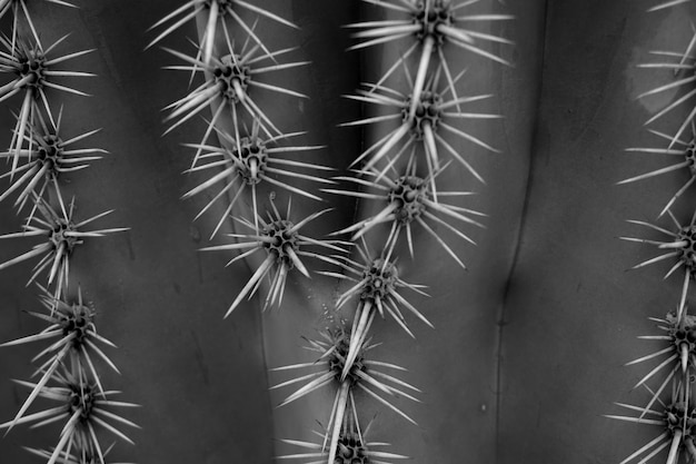 Foto close-up de espinhos de plantas de cacto saguaro