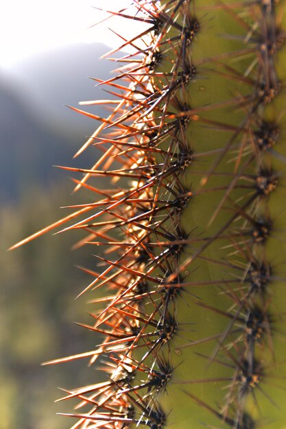 Foto close-up de espinhos em cactos