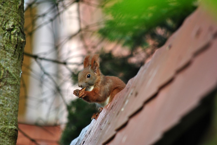 Foto close-up de esquilo em árvore