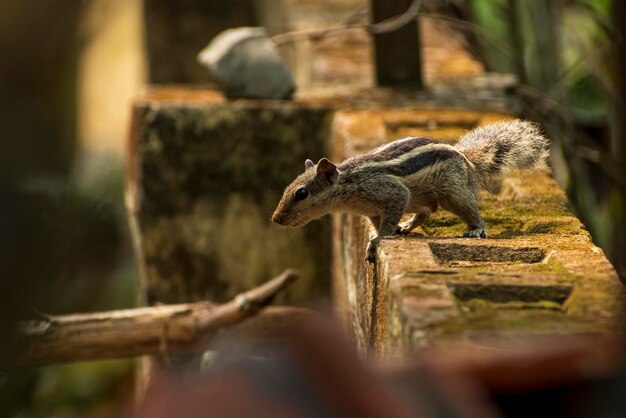 Foto close-up de esquilo em madeira