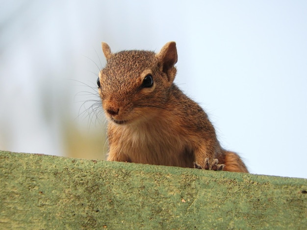 Close-up de esquilo em madeira