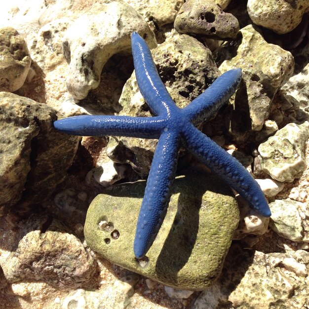 Foto close-up de estrelas do mar em seixos