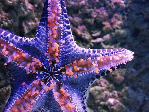 Close-up de estrelas-do-mar no mar