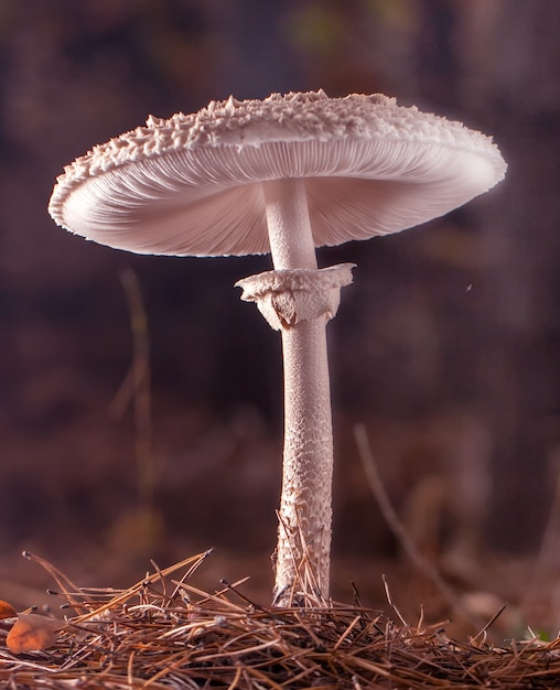 Close-up de False Death Cap ou Citron Amanita, foco seletivo.