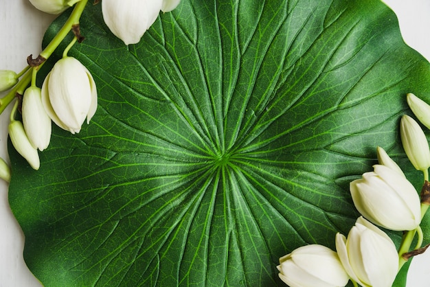 Foto close-up, de, falsificado, folha loto, com, flores brancas