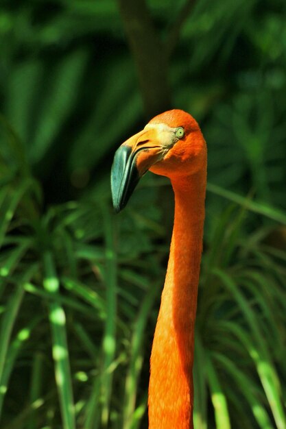 Foto close-up de flamingo contra plantas