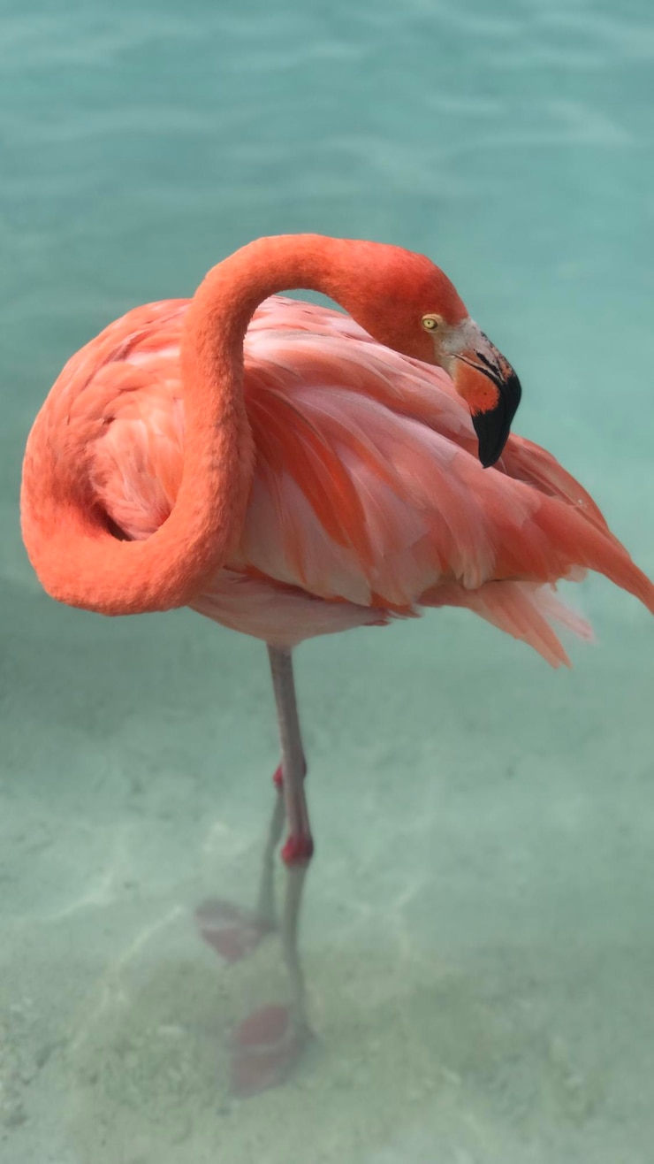 Foto close-up de flamingo no mar na ilha renascentista em aruba