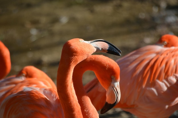 Close-up de flamingos contra o lago
