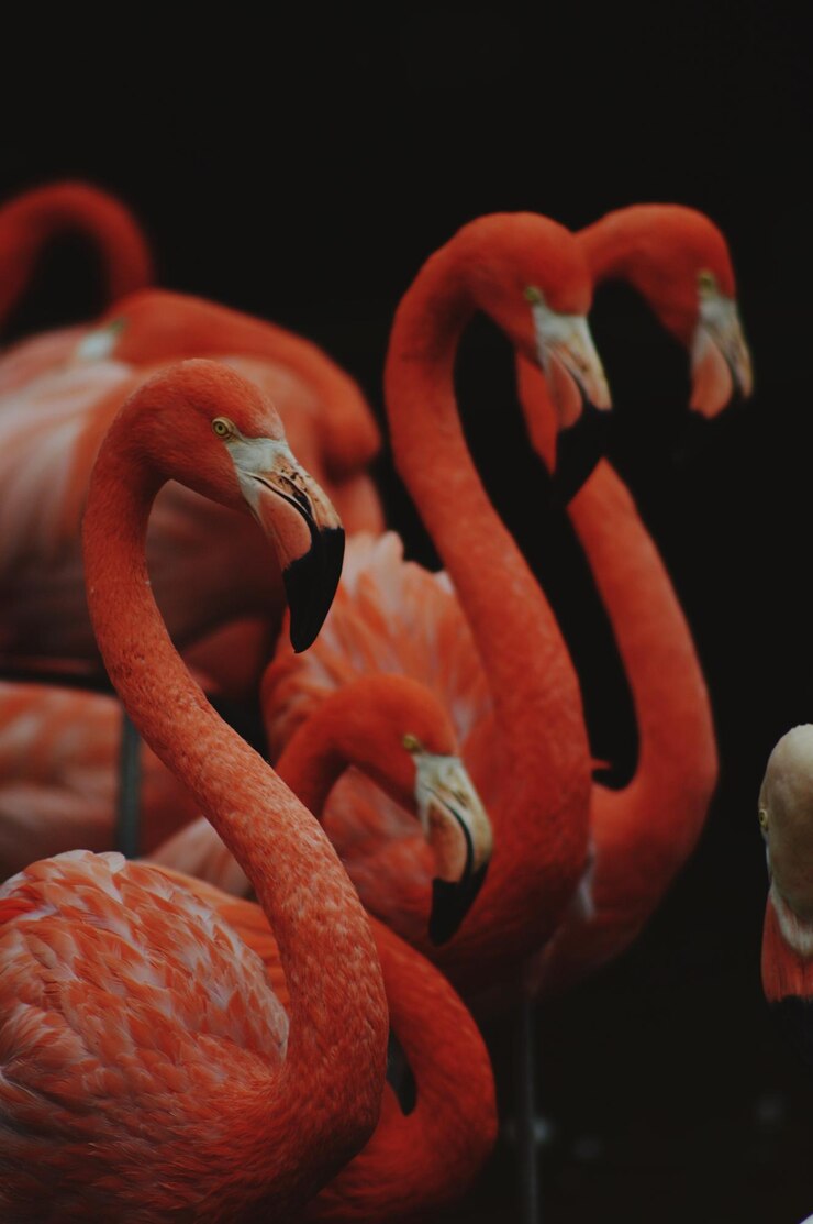 Foto close-up de flamingos
