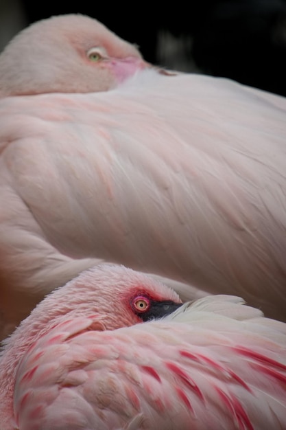 Foto close-up de flamingos