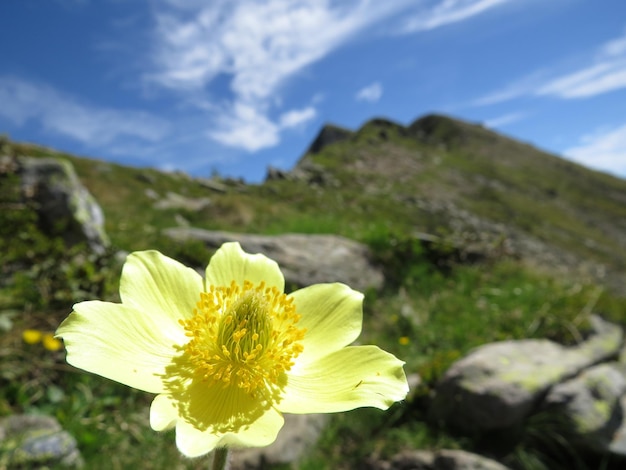 Foto close-up de flor amarela contra o céu