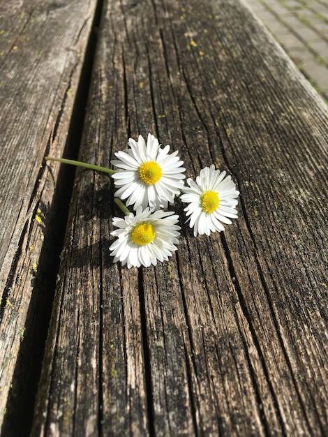 Foto close-up de flor amarela em madeira