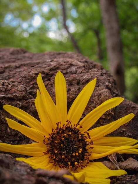 Foto close-up de flor amarela em terra