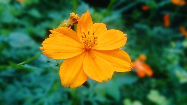 Foto close-up de flor amarela florescendo ao ar livre