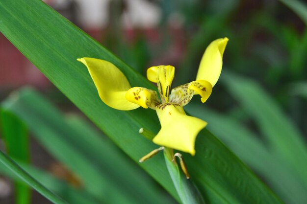 Close-up de flor amarela na planta