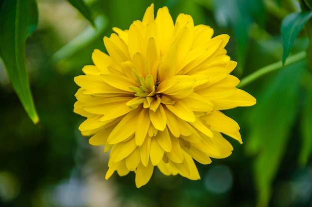 Close-up de flor amarela Rudbeckia.