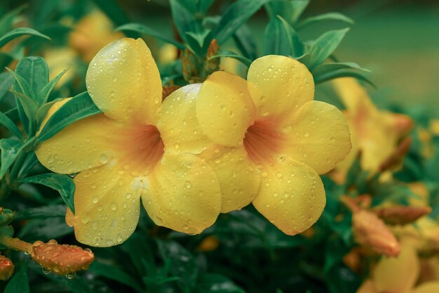 Foto close-up de flor amarela úmida na estação chuvosa