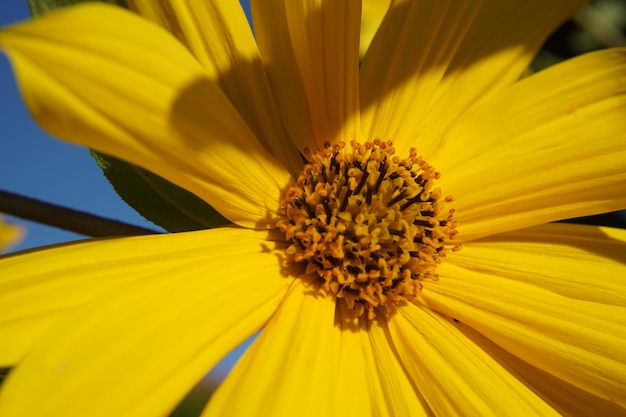 Close-up de flor amarela