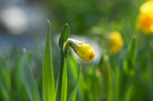 Close-up de flor amarela