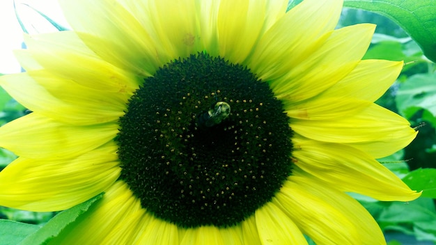 Foto close-up de flor amarela