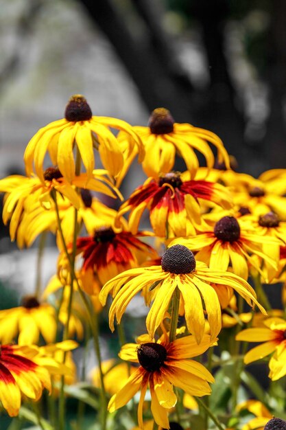 Foto close-up de flor amarela